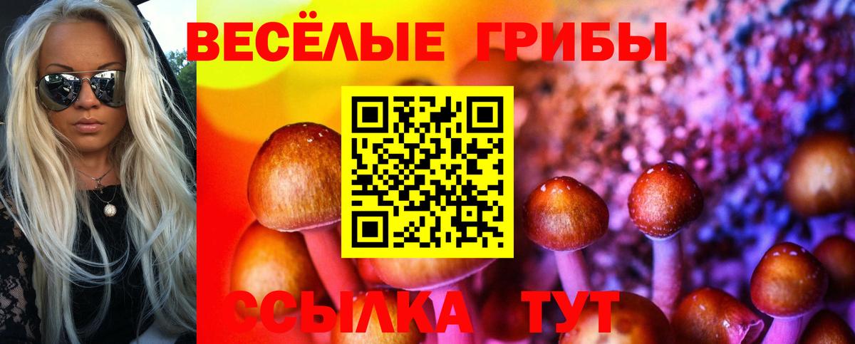 Псилоцибиновые грибы Psilocybine cubensis Северобайкальск